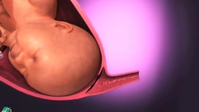 Как происходят роды у женщины / Беременность внутри / малыш в животе смотреть онлайн