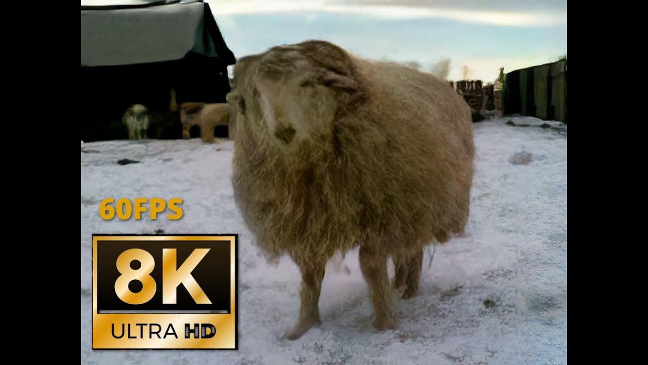 Баран Борис (8K 60FPS UHD) смотреть онлайн