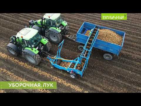 В "Тепличном" убрали на хранение репчатый лук смотреть онлайн