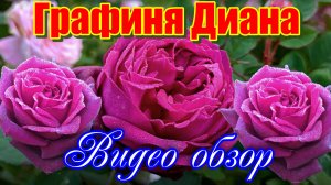 Обзор и описание Графиня Диана (Чайно гибридная) - Gräfin Diana (W. Kordes' Söhne 2012)