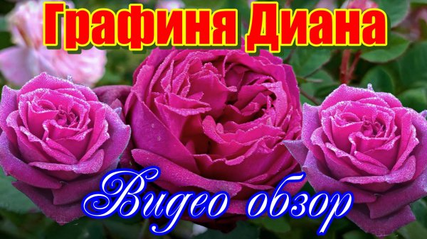 Обзор и описание Графиня Диана (Чайно гибридная) - Gräfin Diana (W. Kordes' Söhne 2012)