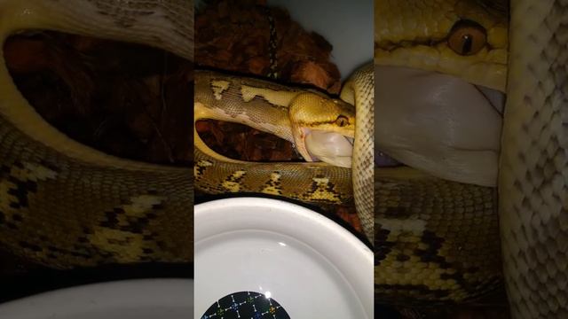 Phantom retic python eating смотреть онлайн