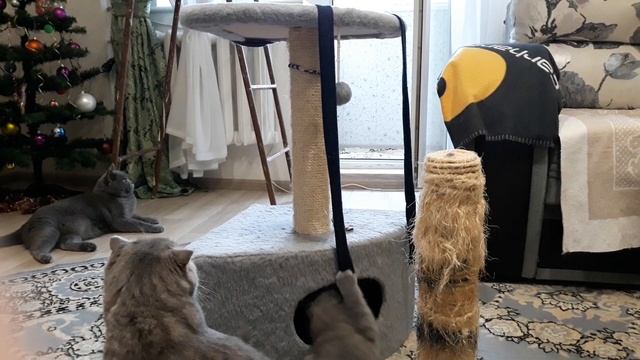 Котята на когтеточке / Когтеточка  для котенка как Ласточка для мужа / КОШКИН ДОМ