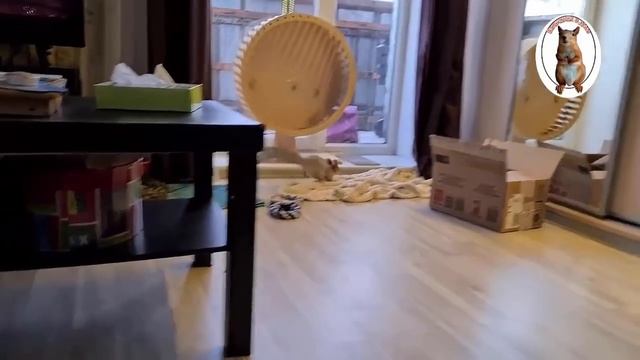 Бельчонок счастливый, урчит и пищит от радости!!! ? ?️ Happy squirrel, hums and squeaks with joy смотреть онлайн