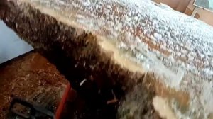 Солим, сушим березовый кап.