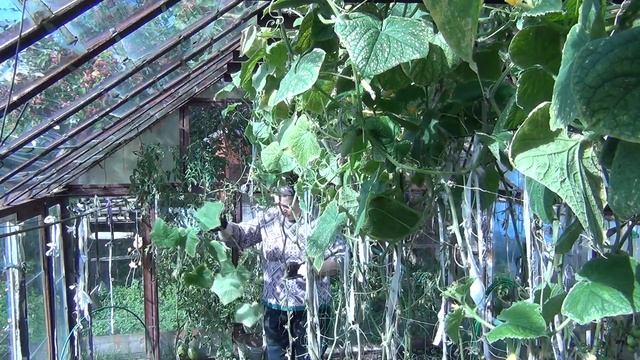 Прибираем в огороде//Кресло//Спиливаем яблоню смотреть онлайн