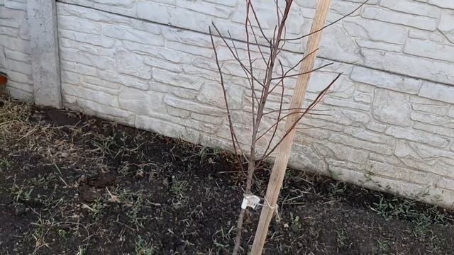 Хурма "Бычье сердце", "Виргинская крупноплодная", миндаль "Хорос" смотреть онлайн