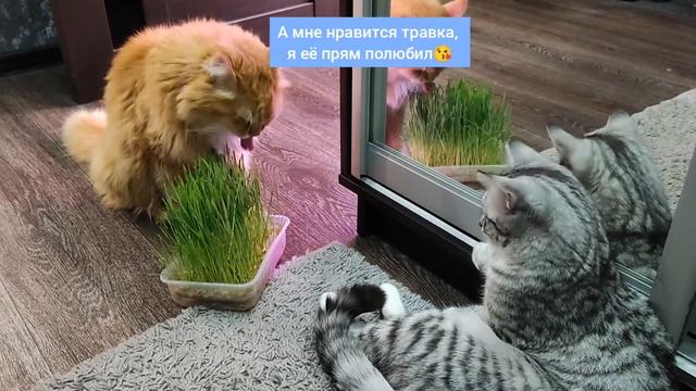Сибирский кот ест микрозелень