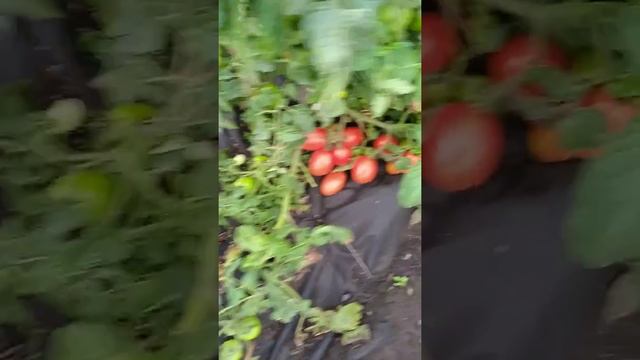 томат Семеновна ультроранний обильный сорт смотреть онлайн