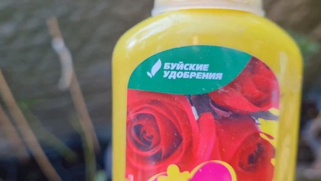 Почему не стоит приобретать розы в феврале. смотреть онлайн