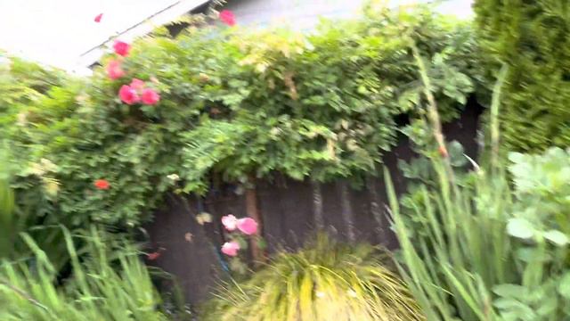 My yard this morning, lily flowers, clematis and dahlias. Gardening is fun. Xo смотреть онлайн