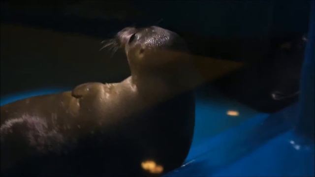 Интересные факты - Байкальская нерпа vol.3