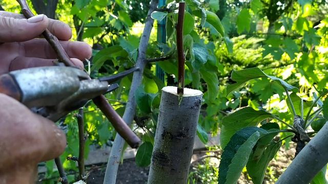 Летняя прививка груши на яблоню.Пошаговая инструкция. смотреть онлайн