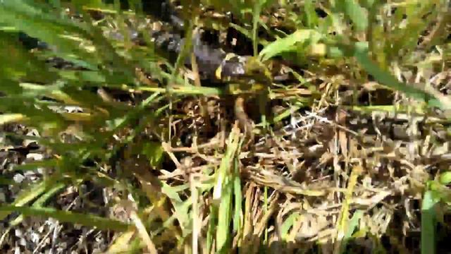 Уж обедает лягушкой. смотреть онлайн