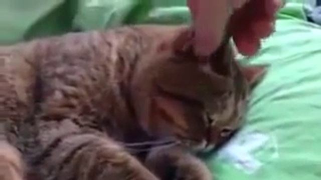 Кот который любит спать смотреть онлайн