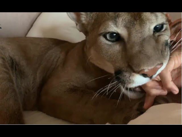 Доброе утро, папочка! Лучший будильник-пума Месси