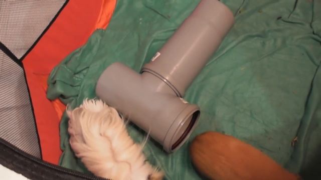 Полезные и ядовитые травы для морских свинок/что можно давать свинкам смотреть онлайн