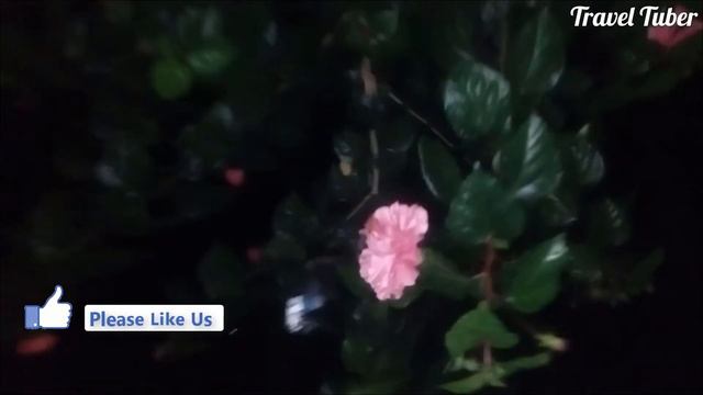 Benefits of China Rose / Hibiscus || জবা ফুলের উপকারিতা || Travel Tuber смотреть онлайн