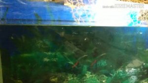 КАРАСЬ В АКВАРИУМЕ.Содержание карася в домашних условиях.ЖИВЕЦ.