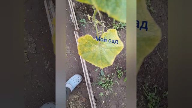 обзор сада.ЭТО ОЧЕНЬ ИНТЕРЕСНО.