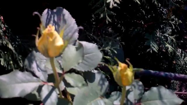 Роза чайно гибридная Желтая Без названия смотреть онлайн