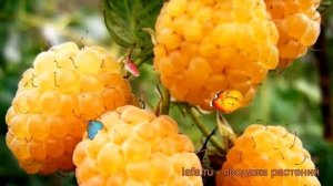 Малина желтоплодная Желтый гигант (zheltyi gigant) ? обзор: как сажать, саженцы малины Желтый гиган