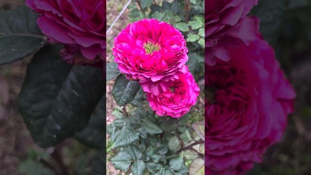 Роза принцесса Киши из питомника Гарант / Princess Kishi Roses - Цветение первогодки. смотреть онлайн