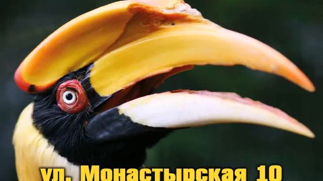 Пермский Зоопарк смотреть онлайн