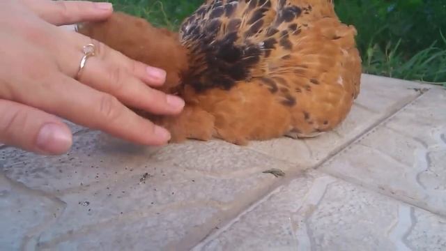 Frizzle Polish chicken and Cat / Мохнатая курица и хитрый кот - дачное смотреть онлайн