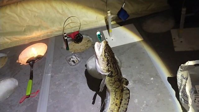 Рыбинское водохранилище, ловля налима в мороз??❄️❄️❄️