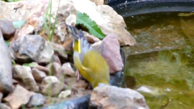 P1180015 Желтый птиц.avi смотреть онлайн