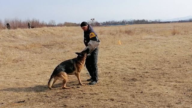 3.  выражено/пож OSTEN STERN ZARINA (Tornados-Ostvind Yard Yantaris – Osten Stern Shveytsariya)