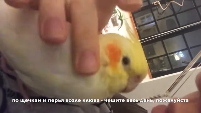 Как гладить попугая | Чухаем корелыча Печеньку смотреть онлайн