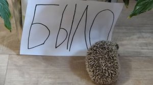 БЫЛО/ НЕ БЫЛО. Чижуня сбежал...