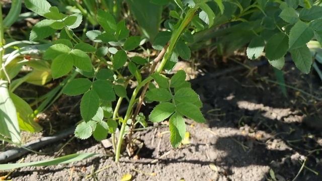 Шпалеры (опоры) для клематисов и плетистых роз. Хроники 05.06.2022г. 102й день. смотреть онлайн