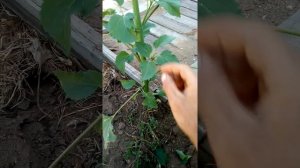как извлечь пользу из пасынков табака.