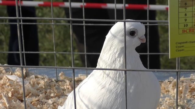 20.10.19 Курганиск Голуби представленные на оценку ч2 Kurganinsk Pigeons submitted for assessment смотреть онлайн