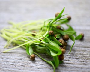 Как вырастить  микрозелень кориандра.mp4