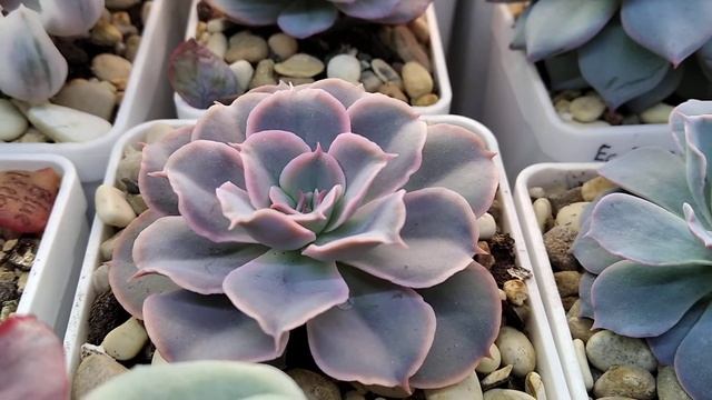 Echeveria Morning Light