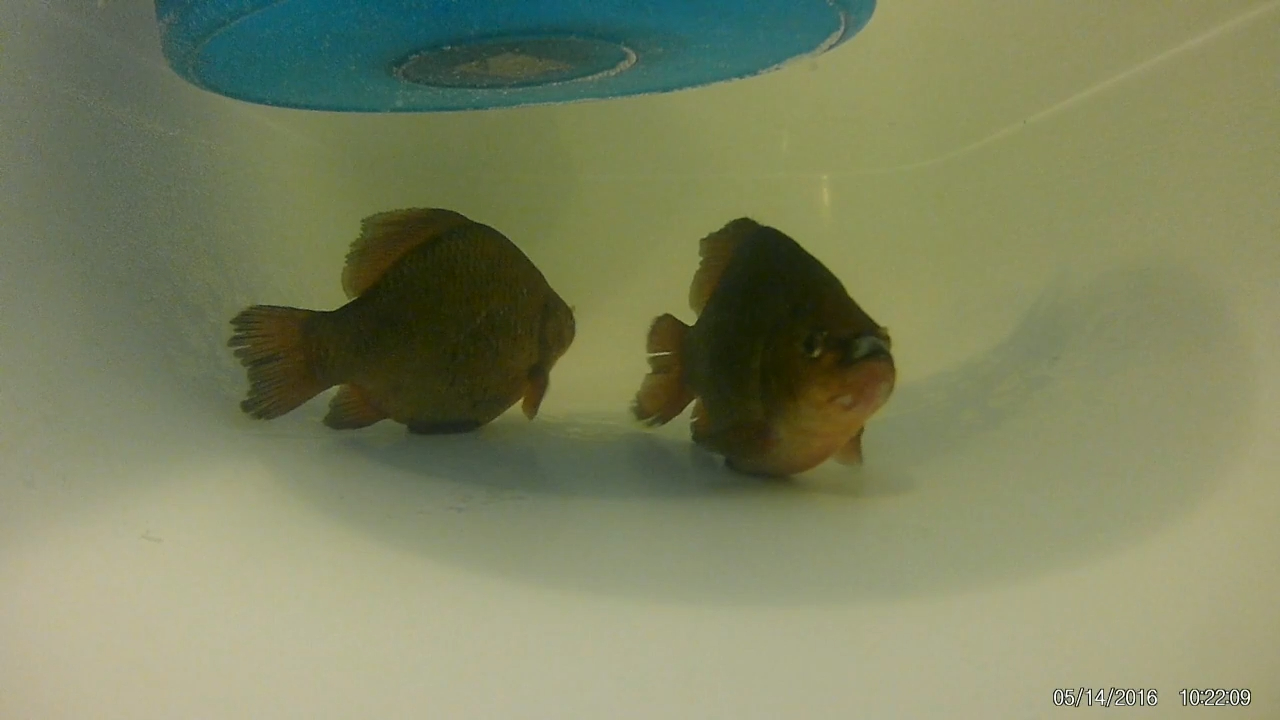 Карась - как правильно вырастить рыбу в ванне. смотреть онлайн