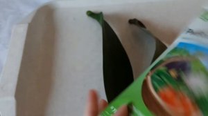 Вырастить орхидею из одного листа!!! Продолжение эксперимента! Обработка орхидеи Рибав-Экстра!