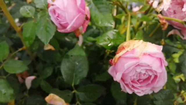 Роза Д.Остина Spirit of Freedom.Мои любимые розы.Лето 2019 смотреть онлайн