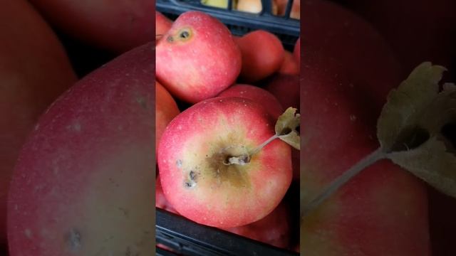 Почему фрукты надо мыть? смотреть онлайн