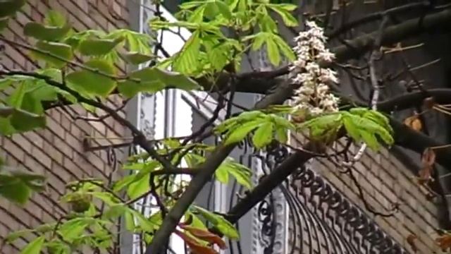 Цветение каштанов в августе смотреть онлайн