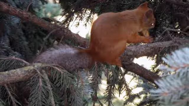 Король оррранжевое лето 0001 смотреть онлайн