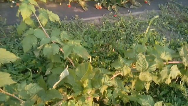 «МАЛИНА САМОХВАЛ, /Лучшие Российские сорта/,Обзор плодоношения». смотреть онлайн