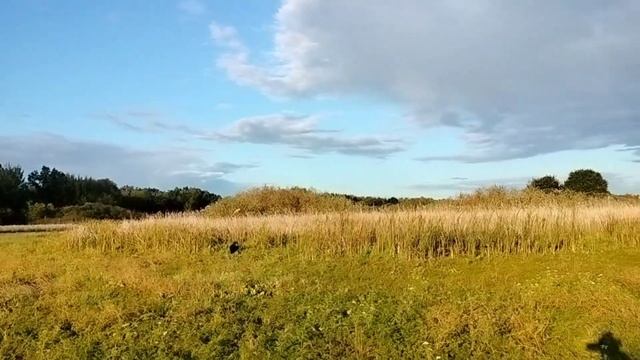 Охота на утку//Охота с 20 м калибром смотреть онлайн