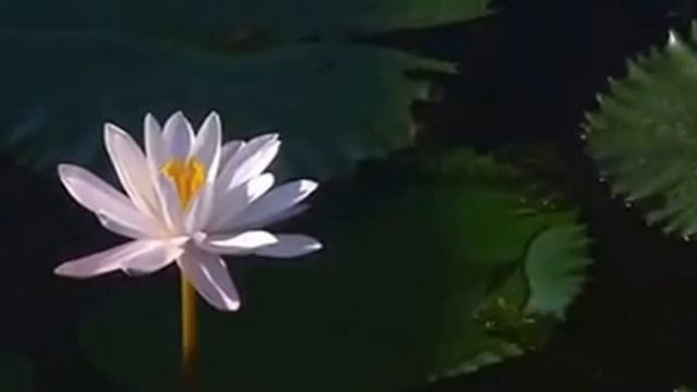 Духовная практика «Цветок Лотоса» для познания души смотреть онлайн