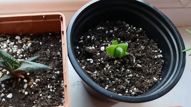 Суккуленты, хавортии и алое смотреть онлайн