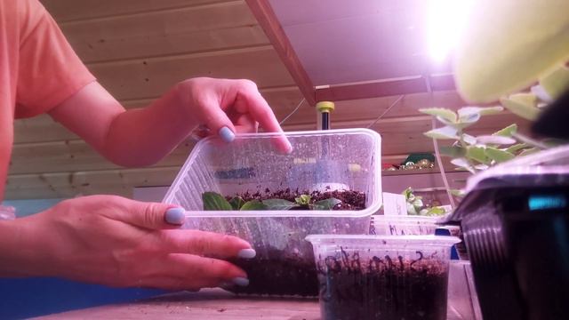 Первая пикировка гортензии🌿🌿🌿 13.03.2023г🌿🌿🌿 смотреть онлайн